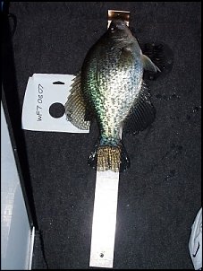 Click image for larger version

Name:	deacon14.5crappie.jpg
Views:	365
Size:	112.3 KB
ID:	1165