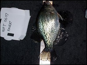 Click image for larger version

Name:	revrat12.5crappie.jpg
Views:	366
Size:	142.9 KB
ID:	1166