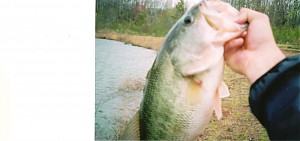 Click image for larger version

Name:	Fish.jpg
Views:	424
Size:	199.0 KB
ID:	123
