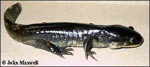 Click image for larger version

Name:	A_tigrinum1MAXWELL.jpg
Views:	768
Size:	12.7 KB
ID:	1329