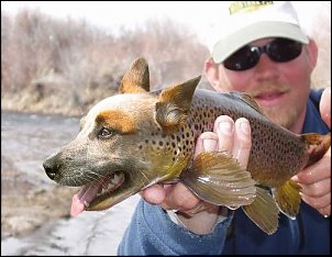Click image for larger version

Name:	dogfish.jpg
Views:	1069
Size:	50.5 KB
ID:	1348