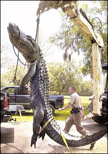Click image for larger version

Name:	big_gator.jpg
Views:	501
Size:	48.8 KB
ID:	1533
