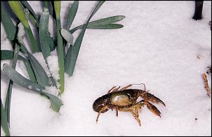 Click image for larger version

Name:	Snowlobster.jpg
Views:	502
Size:	37.5 KB
ID:	1548