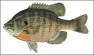Click image for larger version

Name:	bluegill.jpg
Views:	443
Size:	37.0 KB
ID:	1554