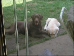 Click image for larger version

Name:	pups summer 06 0264.jpg
Views:	616
Size:	61.9 KB
ID:	1576