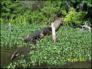 Click image for larger version

Name:	Gators.jpg
Views:	599
Size:	61.9 KB
ID:	1610
