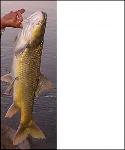 Click image for larger version

Name:	Largemouth yellow.JPG
Views:	392
Size:	23.5 KB
ID:	1643