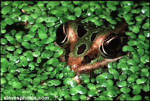 Click image for larger version

Name:	frog_in_duckweed.gif
Views:	433
Size:	121.4 KB
ID:	1715