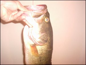 Click image for larger version

Name:	5 pound Bass 003.jpg
Views:	503
Size:	225.3 KB
ID:	1754