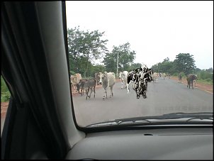 Click image for larger version

Name:	cows.jpg
Views:	421
Size:	79.4 KB
ID:	1759