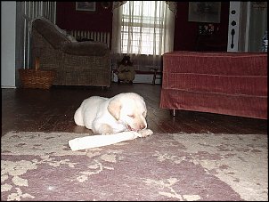 Click image for larger version

Name:	Hudson-chewbone2.JPG
Views:	457
Size:	174.4 KB
ID:	1775
