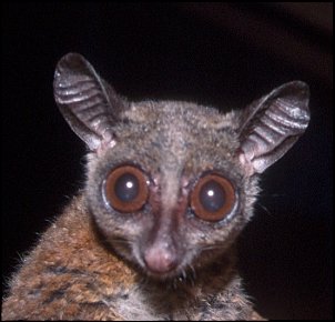Click image for larger version

Name:	bush baby.jpg
Views:	479
Size:	68.1 KB
ID:	2151