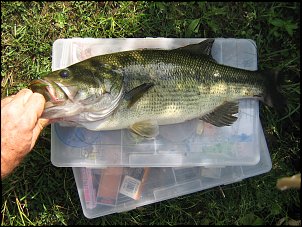 Click image for larger version

Name:	Bass on Tray.jpg
Views:	420
Size:	508.5 KB
ID:	2381