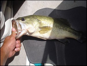 Click image for larger version

Name:	fishing 011.jpg
Views:	757
Size:	456.8 KB
ID:	2945