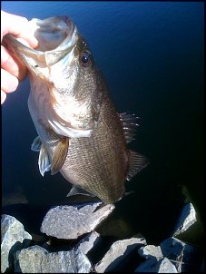 Click image for larger version

Name:	RSF Pointer fish.jpg
Views:	610
Size:	136.4 KB
ID:	3091