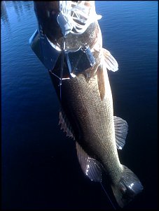 Click image for larger version

Name:	Buzz Bait fish at RSF.jpg
Views:	608
Size:	110.9 KB
ID:	3092