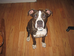 Name:  Elvis.jpg
Views: 685
Size:  16.2 KB
