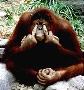 Click image for larger version

Name:	1093-monkey-moe.jpg
Views:	409
Size:	55.6 KB
ID:	3129