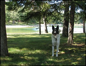 Click image for larger version

Name:	IMG_2966 Lucky at the lake.jpg
Views:	284
Size:	538.4 KB
ID:	3138