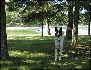 Click image for larger version

Name:	IMG_2966 Lucky at the lake.jpg
Views:	376
Size:	538.4 KB
ID:	3138