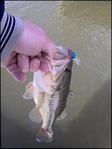 Click image for larger version

Name:	zookers bass.jpg
Views:	377
Size:	88.0 KB
ID:	3144