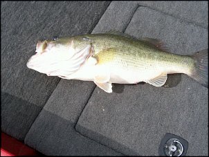 Click image for larger version

Name:	2-23-09 bigbass1.jpg
Views:	418
Size:	133.0 KB
ID:	3219