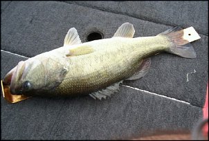 Click image for larger version

Name:	2-23-09bigbass3.jpg
Views:	421
Size:	95.8 KB
ID:	3220