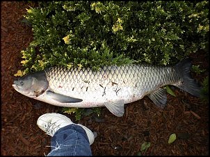 Click image for larger version

Name:	ParkCarp22.jpg
Views:	414
Size:	85.4 KB
ID:	3362
