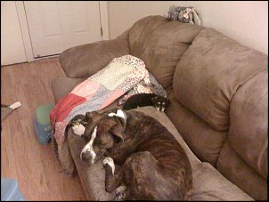 Click image for larger version

Name:	Sid and Elvis.jpg
Views:	431
Size:	151.0 KB
ID:	3399
