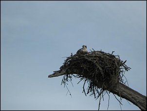 Click image for larger version

Name:	5.jpg
Views:	1005
Size:	36.7 KB
ID:	3505