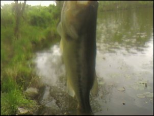 Click image for larger version

Name:	big bass.jpg
Views:	600
Size:	21.4 KB
ID:	3509
