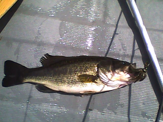 Name:  Vibra-Jig.bmp
Views: 682
Size:  225.1 KB