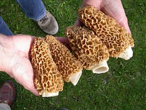 Click image for larger version

Name:	jb-can-find-shrooms!!.jpg
Views:	1432
Size:	56.0 KB
ID:	362