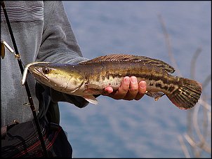 Click image for larger version

Name:	snakehead2.jpg
Views:	579
Size:	160.7 KB
ID:	3771