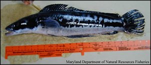 Click image for larger version

Name:	snakehead_fish.jpg
Views:	561
Size:	32.2 KB
ID:	3772