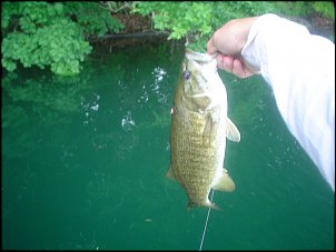 Click image for larger version

Name:	smallie 6-6-09.jpg
Views:	478
Size:	310.3 KB
ID:	3825