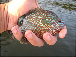 Click image for larger version

Name:	9.jpg
Views:	963
Size:	68.2 KB
ID:	3922