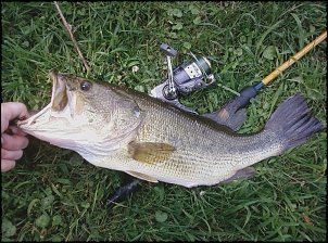 Click image for larger version

Name:	Jerrys Pond 22 Inches (pic2).jpg
Views:	520
Size:	227.0 KB
ID:	3976