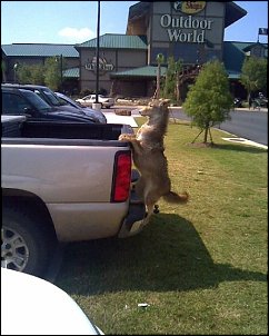 Click image for larger version

Name:	coyote.jpg
Views:	498
Size:	187.1 KB
ID:	3996