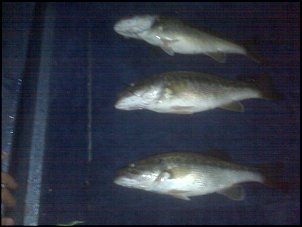 Click image for larger version

Name:	3 chunk spots.jpg
Views:	454
Size:	428.7 KB
ID:	4061