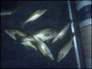 Click image for larger version

Name:	6 fish.jpg
Views:	462
Size:	454.1 KB
ID:	4062