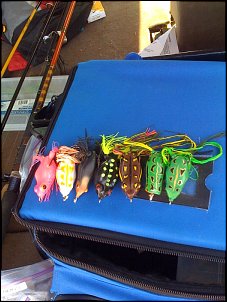 Click image for larger version

Name:	frogs.jpg
Views:	1797
Size:	177.3 KB
ID:	4191