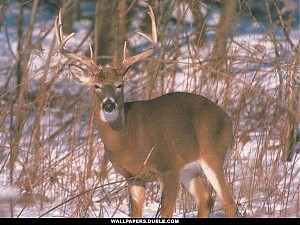 Click image for larger version

Name:	deer wallpaper.jpg
Views:	379
Size:	115.6 KB
ID:	43
