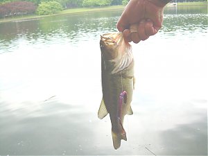 Click image for larger version

Name:	bass-3.jpg
Views:	414
Size:	304.9 KB
ID:	468
