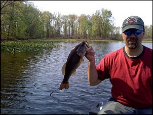 Click image for larger version

Name:	1.5 lbs. 4-10-10.jpg
Views:	377
Size:	41.4 KB
ID:	4969