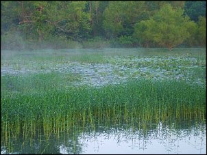 Click image for larger version

Name:	Grass-and-Lillypads.jpg
Views:	475
Size:	62.2 KB
ID:	5257