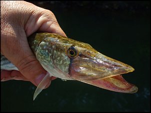 Click image for larger version

Name:	Chain-Pickerel.jpg
Views:	557
Size:	65.7 KB
ID:	5262