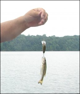 Click image for larger version

Name:	174 crop.jpg
Views:	396
Size:	139.3 KB
ID:	5335