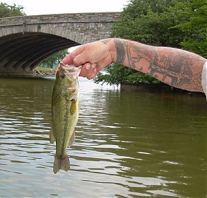 Click image for larger version

Name:	fink-2.jpg
Views:	399
Size:	103.0 KB
ID:	534