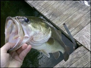 Click image for larger version

Name:	droid pics 966.jpg
Views:	398
Size:	28.1 KB
ID:	5364